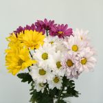Marguerites