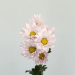 Marguerites