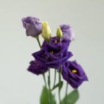 Purple Lisianthus (Bulk DIY)