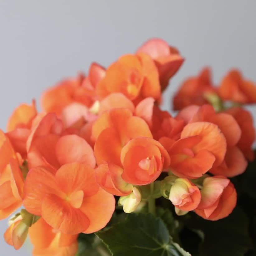 Rieger Begonia Orange