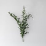 Italian Ruscus (1 Bunch)