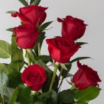 Medium Stem Red Roses