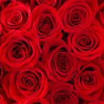 Amour Véritable – Bouquet de roses rouges