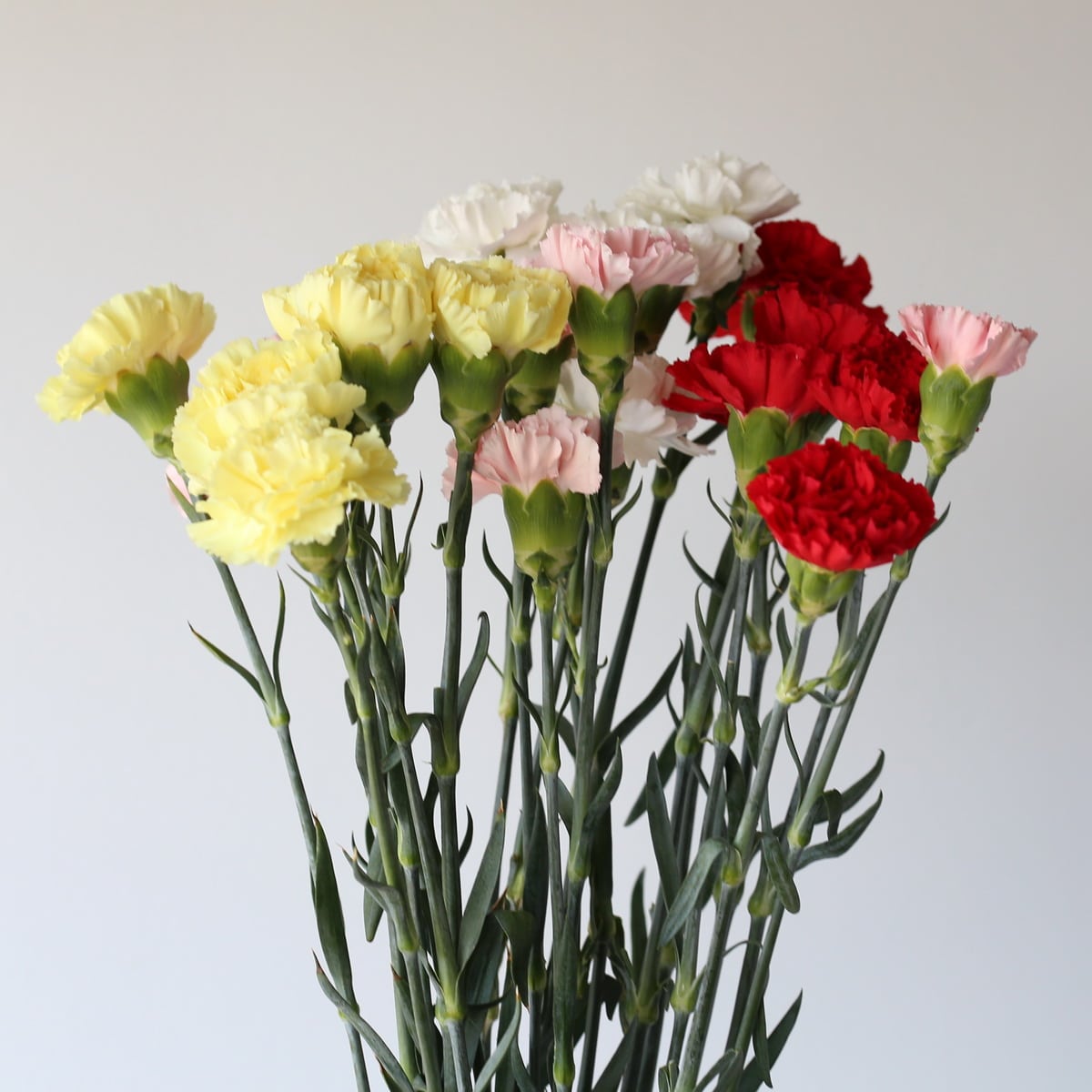 assorted Carnations in Bulk DIY Le Bouquet