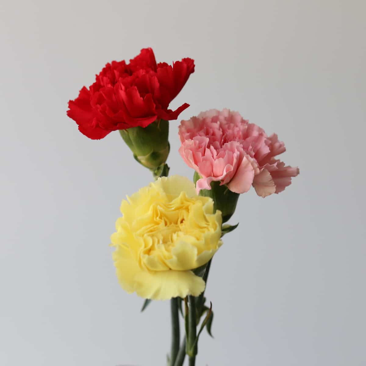 assorted Carnations in Bulk DIY Le Bouquet