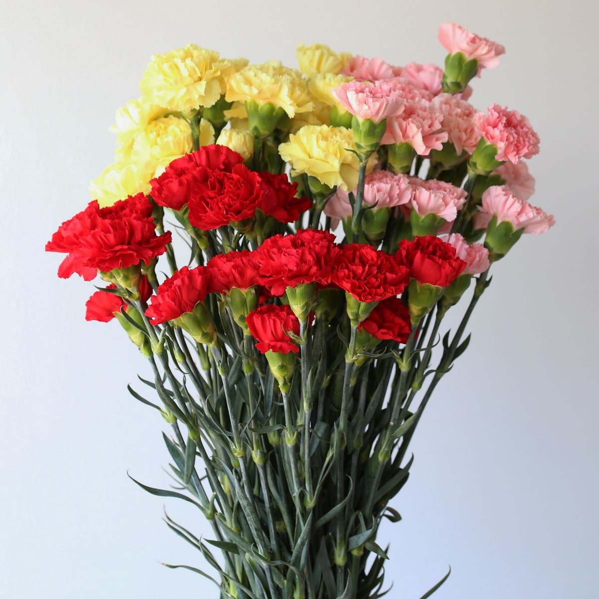 Bulk Carnations