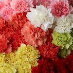 Oeillets Assortis en vrac 