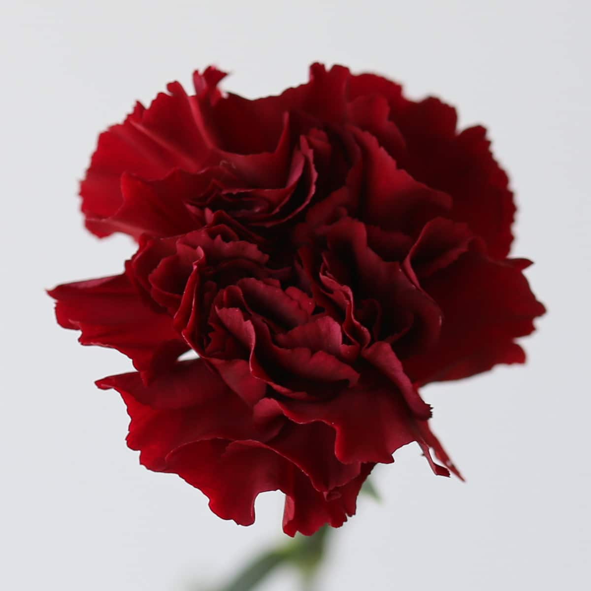 Burgundy Carnations Bulk DIY Le Bouquet