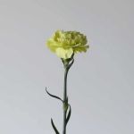 Oeillets vert en vrac