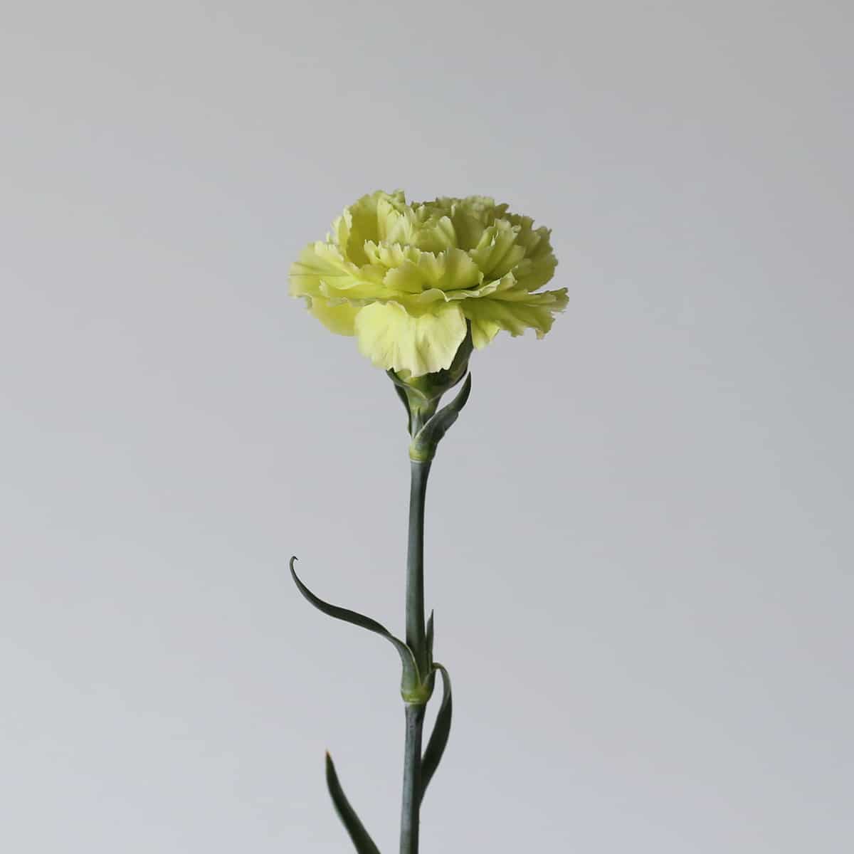 Green Carnations Bulk DIY Le Bouquet