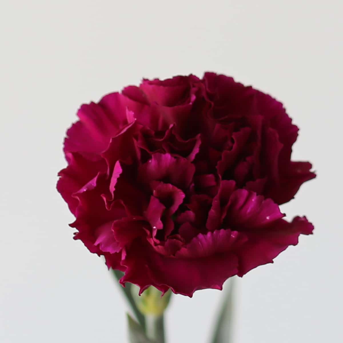 Dark Mauve Carnations Bulk DIY Le Bouquet