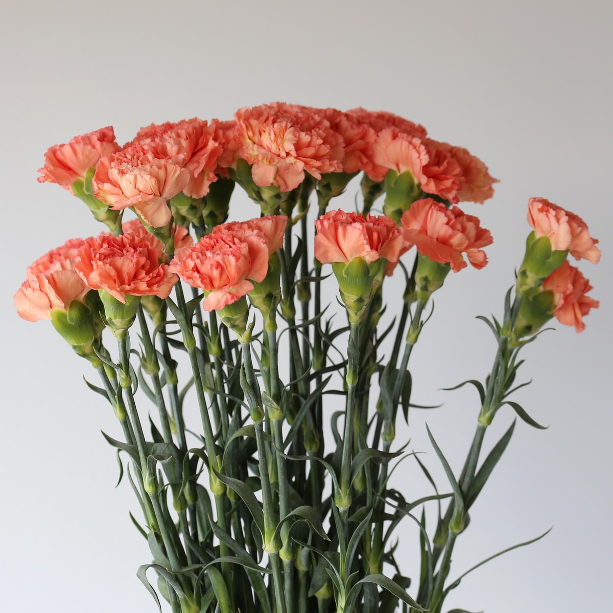 Carnations Orange Bulk DIY Le Bouquet