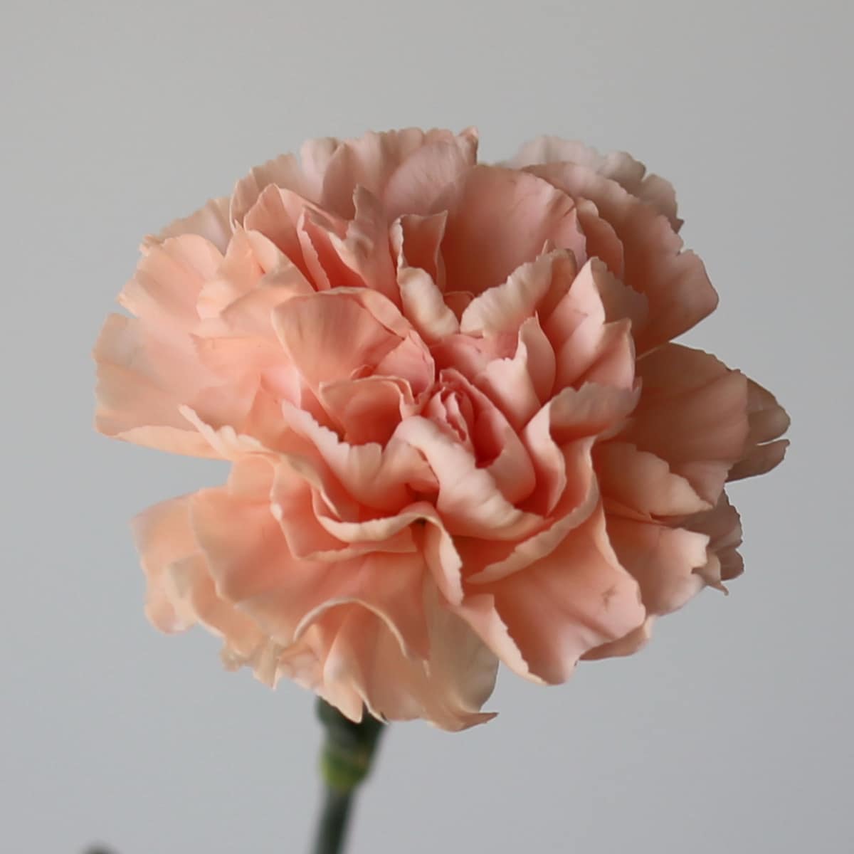 Carnations peach Bulk DIY Le Bouquet