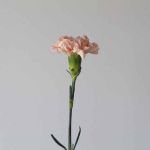 Oeillets pêche en vrac