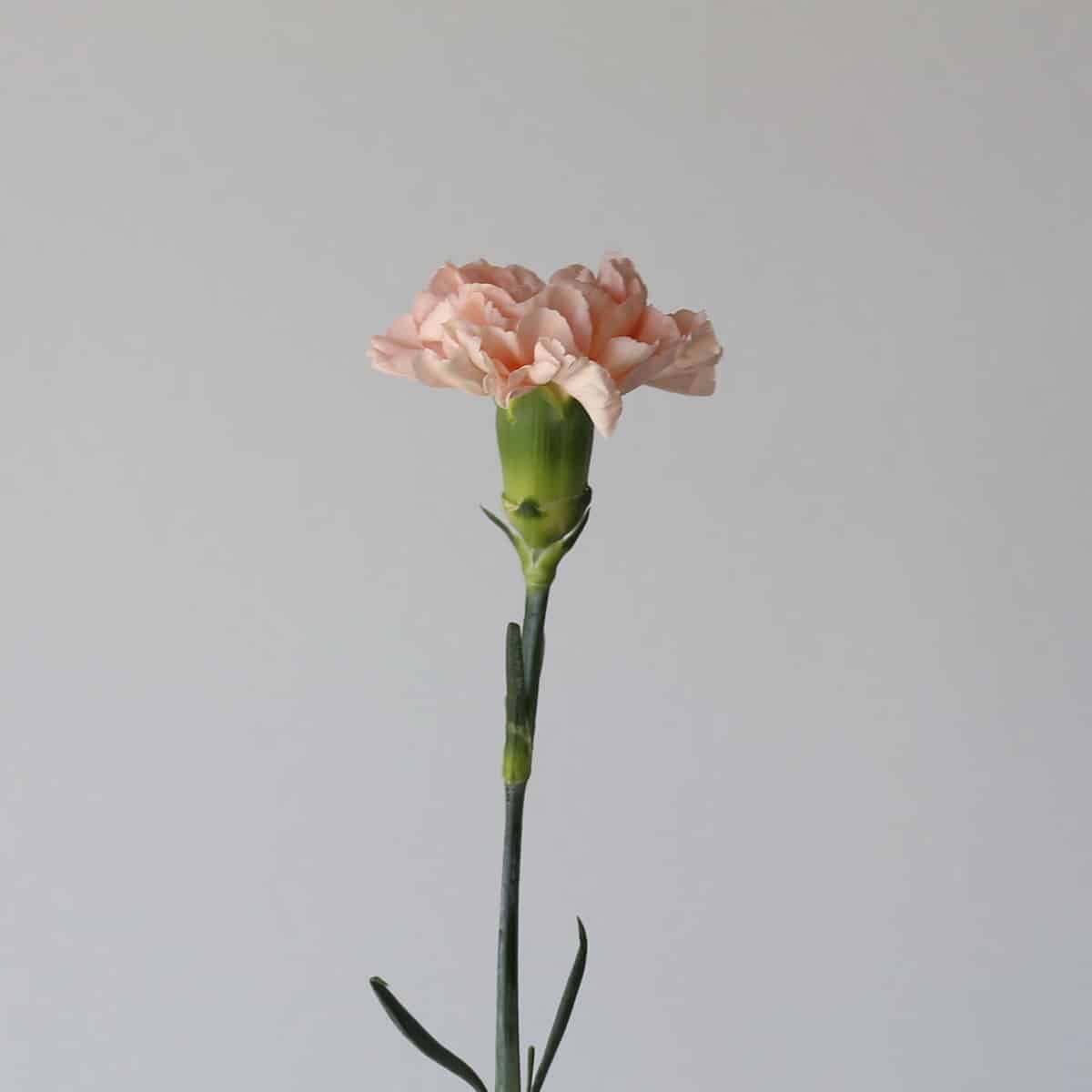 Carnations peach Bulk DIY Le Bouquet