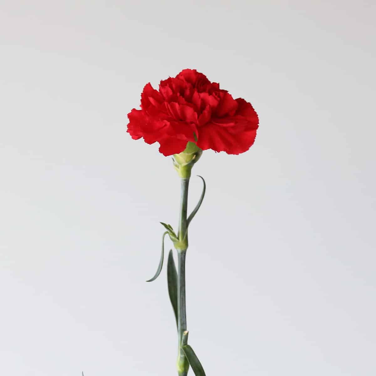 Carnations Red Bulk DIY Le Bouquet