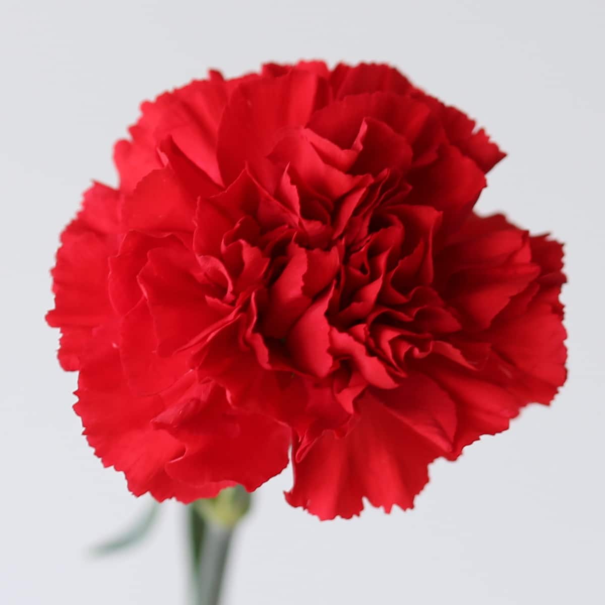 Carnations Red Bulk DIY Le Bouquet