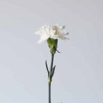 Oeillets Blancs en vrac