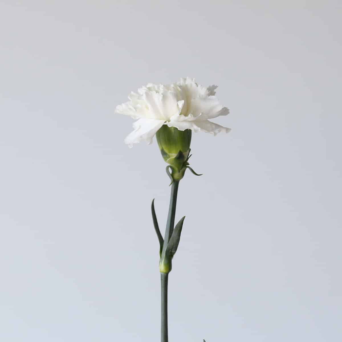 Carnations White Bulk DIY Le Bouquet