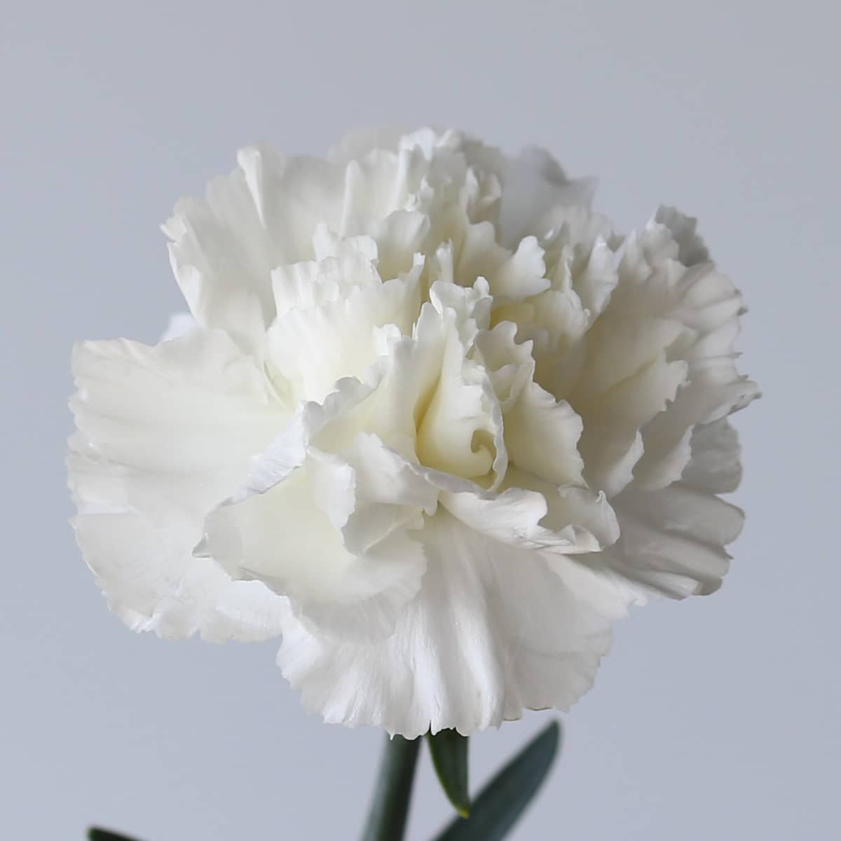 Carnations White Bulk DIY Le Bouquet