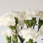 Oeillets Blancs en vrac