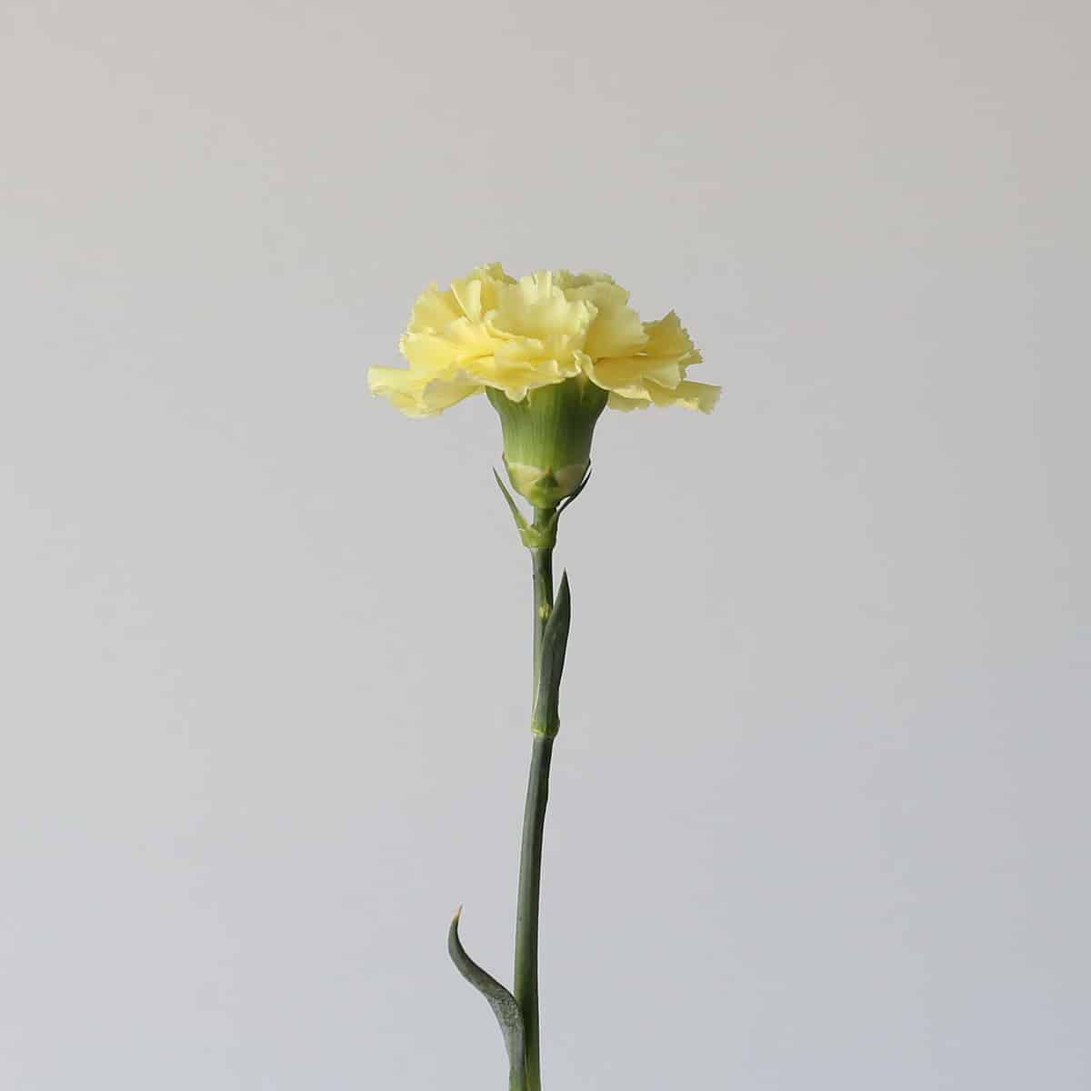 Carnations Yellow Bulk DIY Le Bouquet
