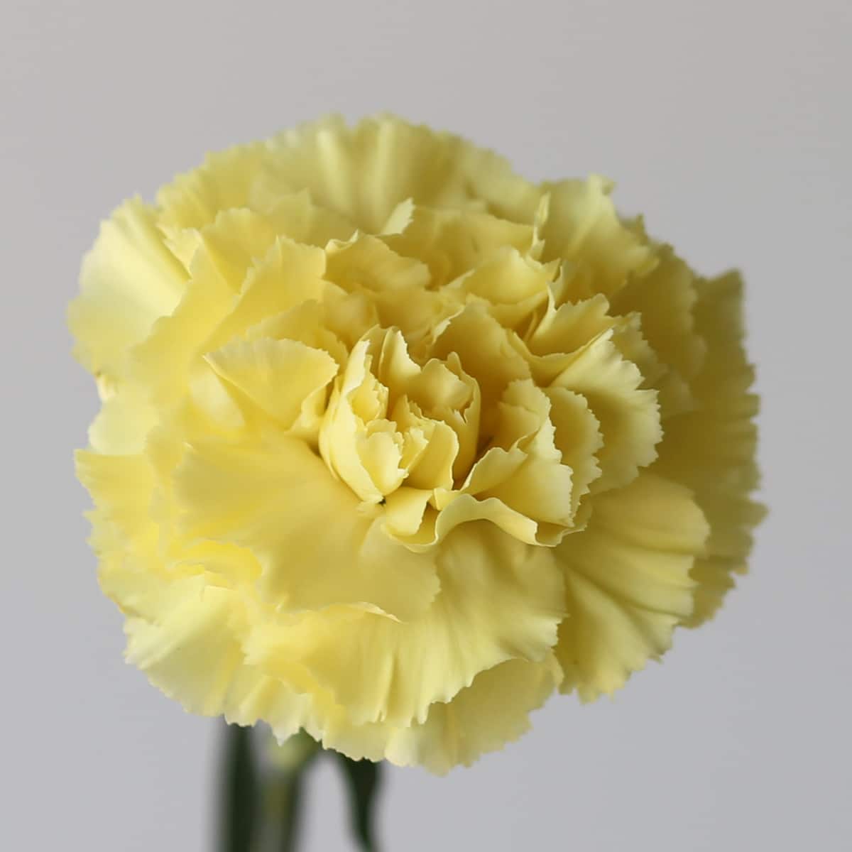 Carnations Yellow Bulk DIY Le Bouquet