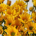 Daisy yellow
