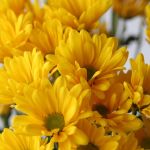 Daisy yellow