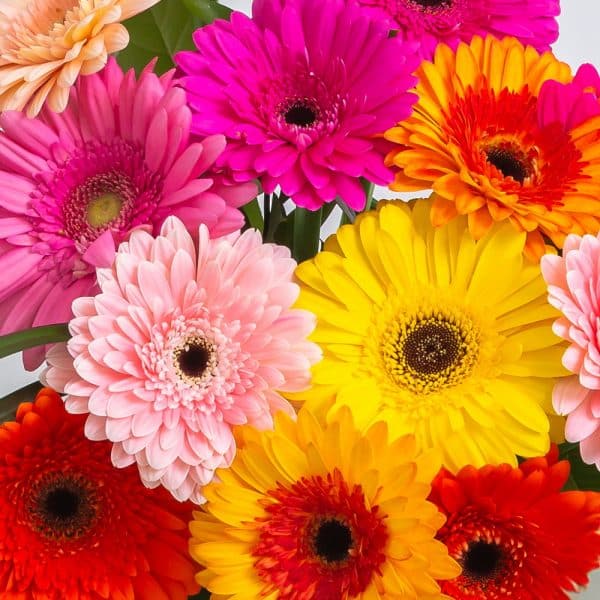 Gerbera en vrac