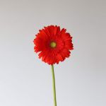 Gerbera Atlanta (Bulk DIY)