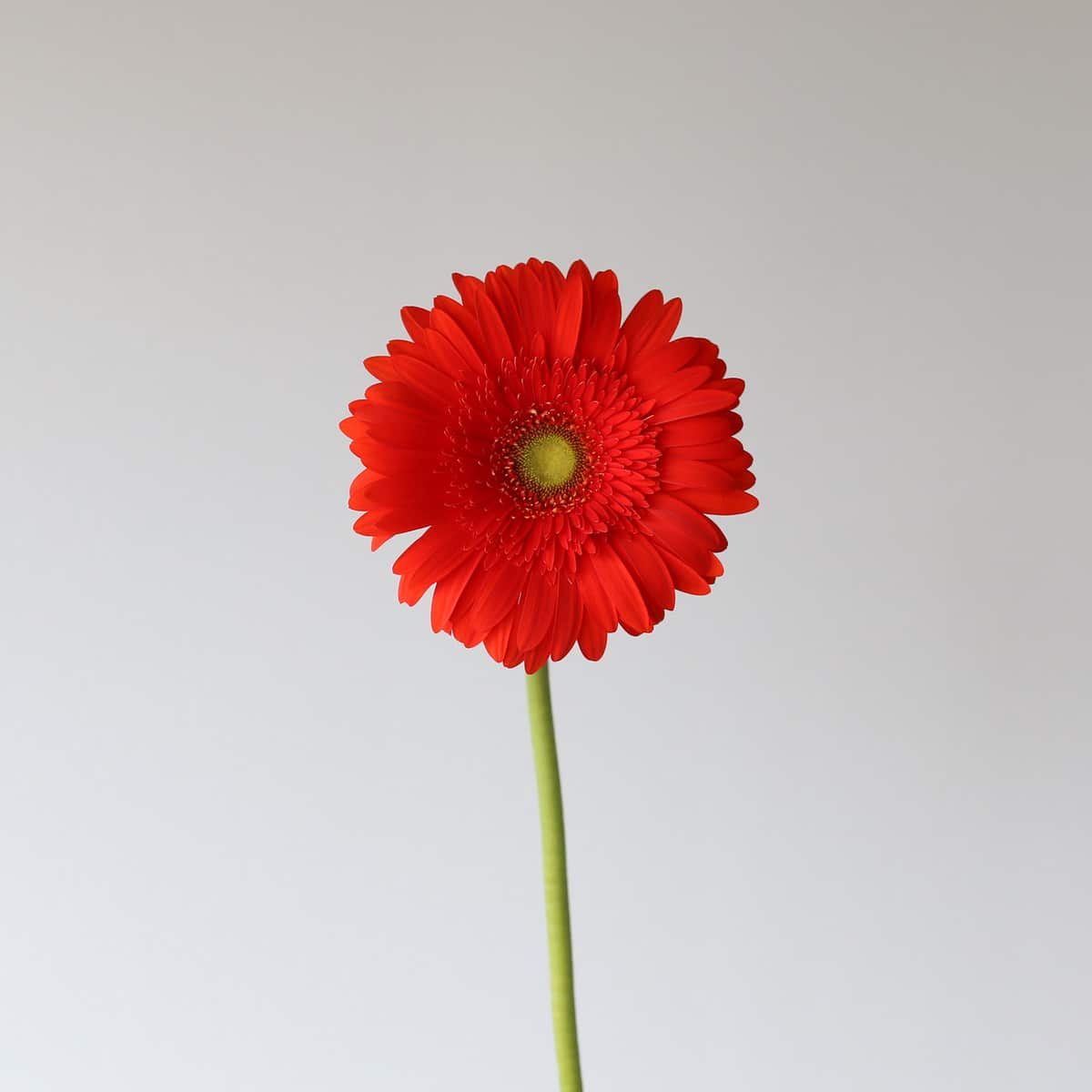 Dark orange gerbera Atlanta  flower in bulk Le Bouquet