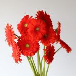 Gerbera Atlanta (Bulk DIY)