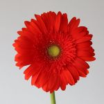 Gerbera Atlanta (Bulk DIY)