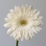 Gerbera Balance (Bulk DIY) (120 stems)