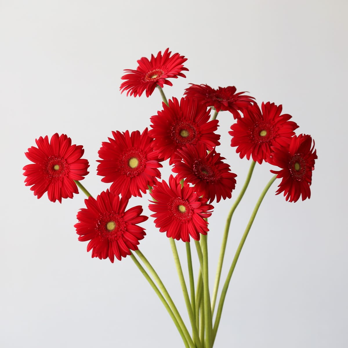 Gerbera Carambole Bulk DIY Montreal - LE Bouquet