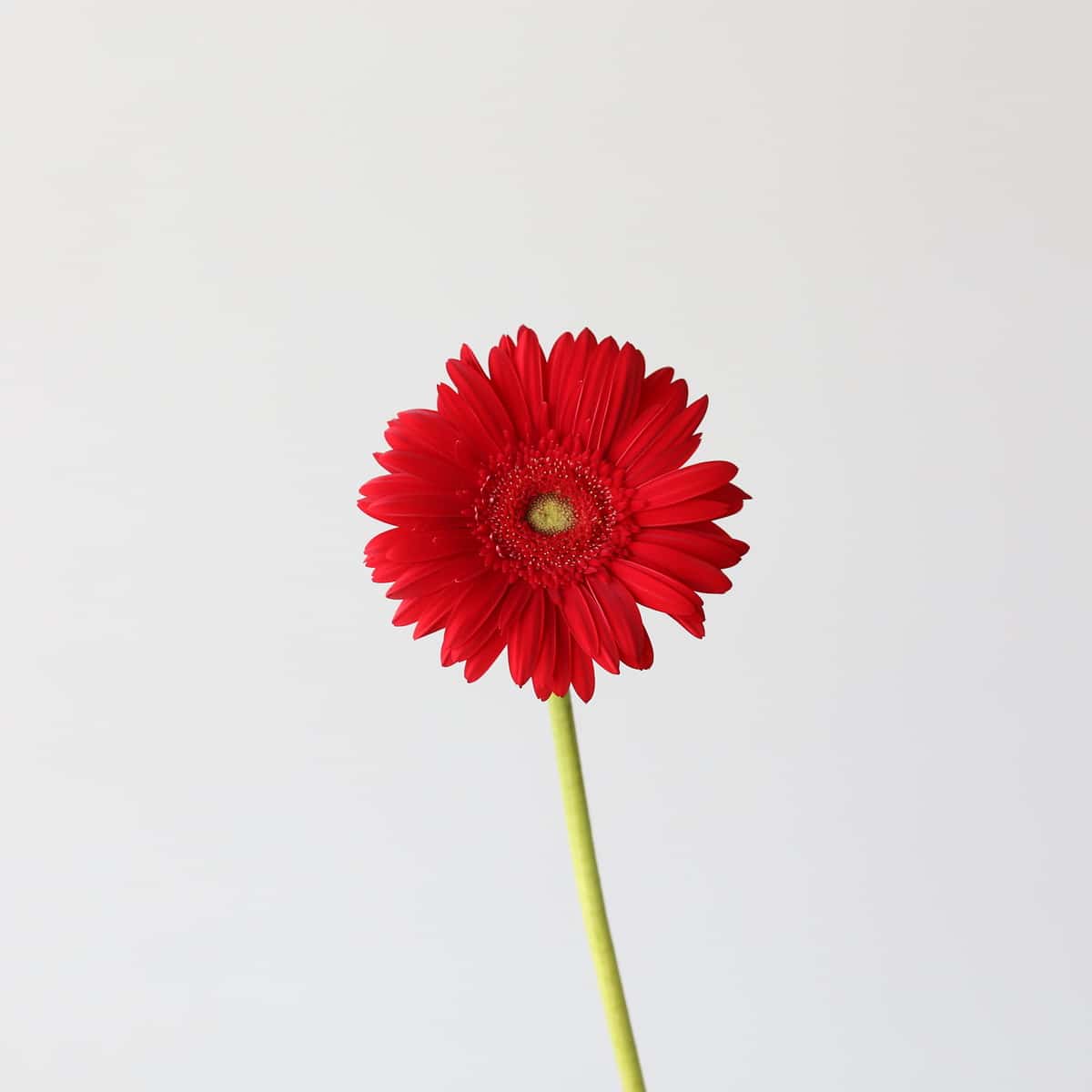 Gerbera Carambole Bulk DIY Montreal - LE Bouquet