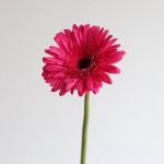 Gerbera Cleopatra  (Bulk DIY)