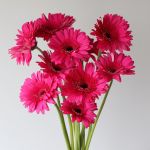 Gerbera Cleopatra  (Bulk DIY)