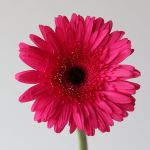 Gerbera Cleopatra  (Bulk DIY)