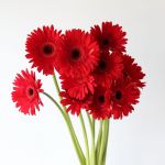 Gerbera Dynamic (Bulk DIY)