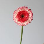 Gerbera Elan (Bulk DIY)
