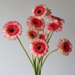 Gerbera Elan (Bulk DIY)