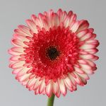 Gerbera Elan (Bulk DIY)