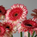 Gerbera Elan (Bulk DIY)