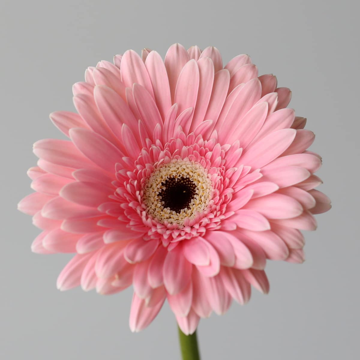 Gerbera Graceland Bulk DIY Montreal - LE Bouquet