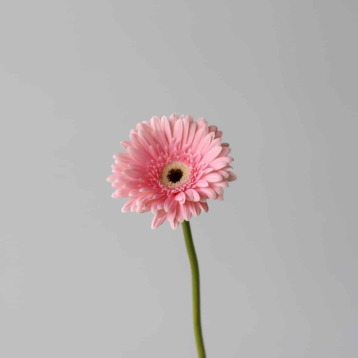 Gerbera Graceland Bulk DIY Montreal - LE Bouquet