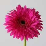 Gerbera Madeira (En Vrac)