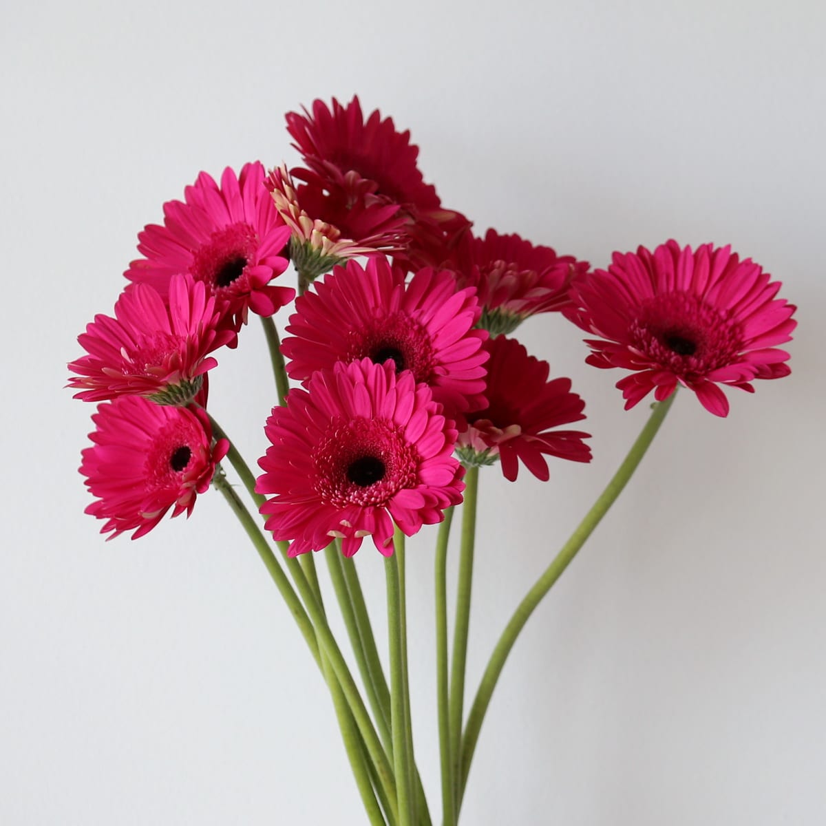 Gerbera Madeira Bulk DIY Montreal - LE Bouquet