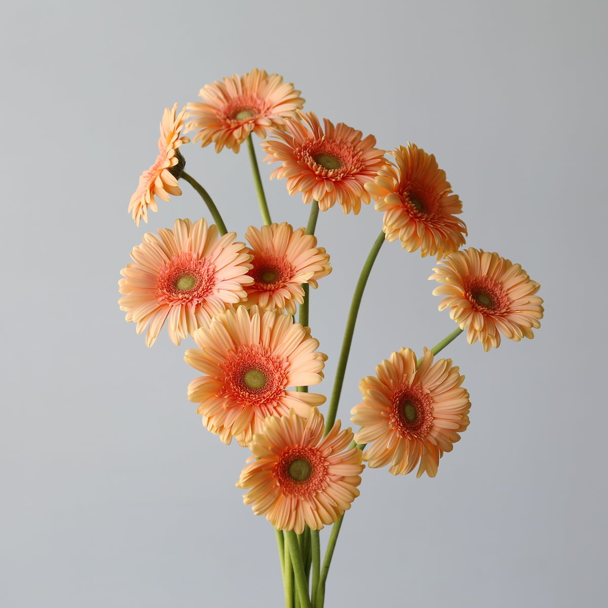 Gerbera Pre-Extase Bulk DIY Montreal - LE Bouquet